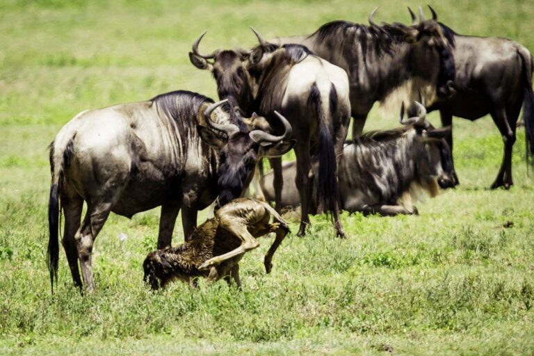  08 Days (Calving Season) Safari in Tanzania