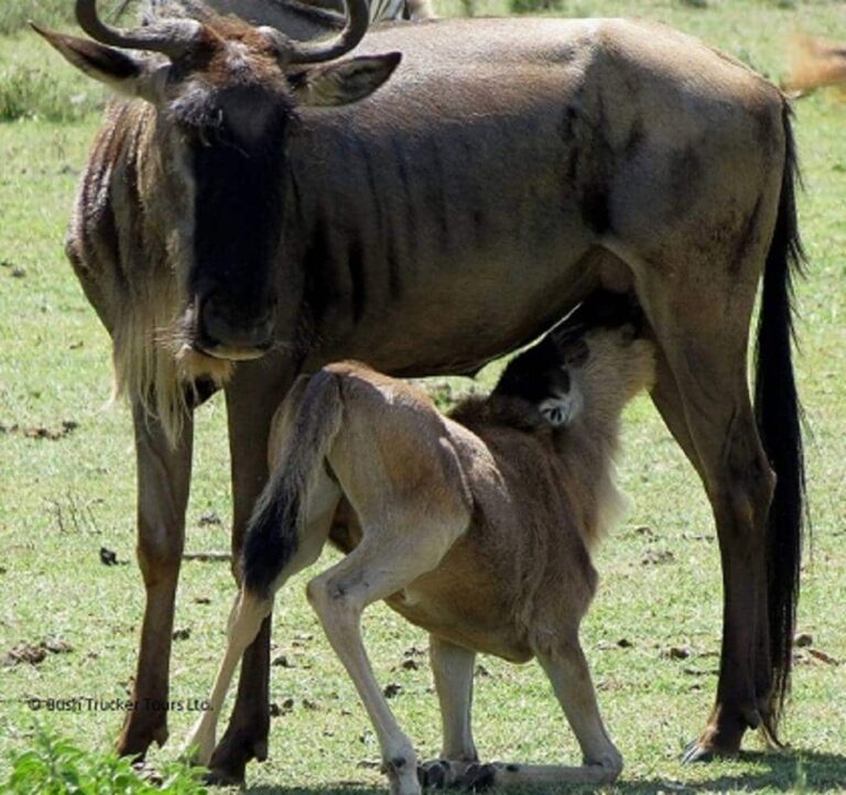 5 days wildebeest migration safari