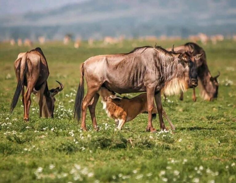 wildebeest calving