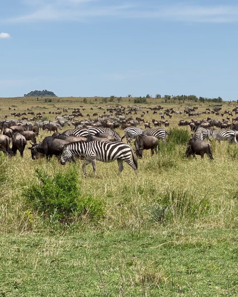 honeymoon wildebeest safari