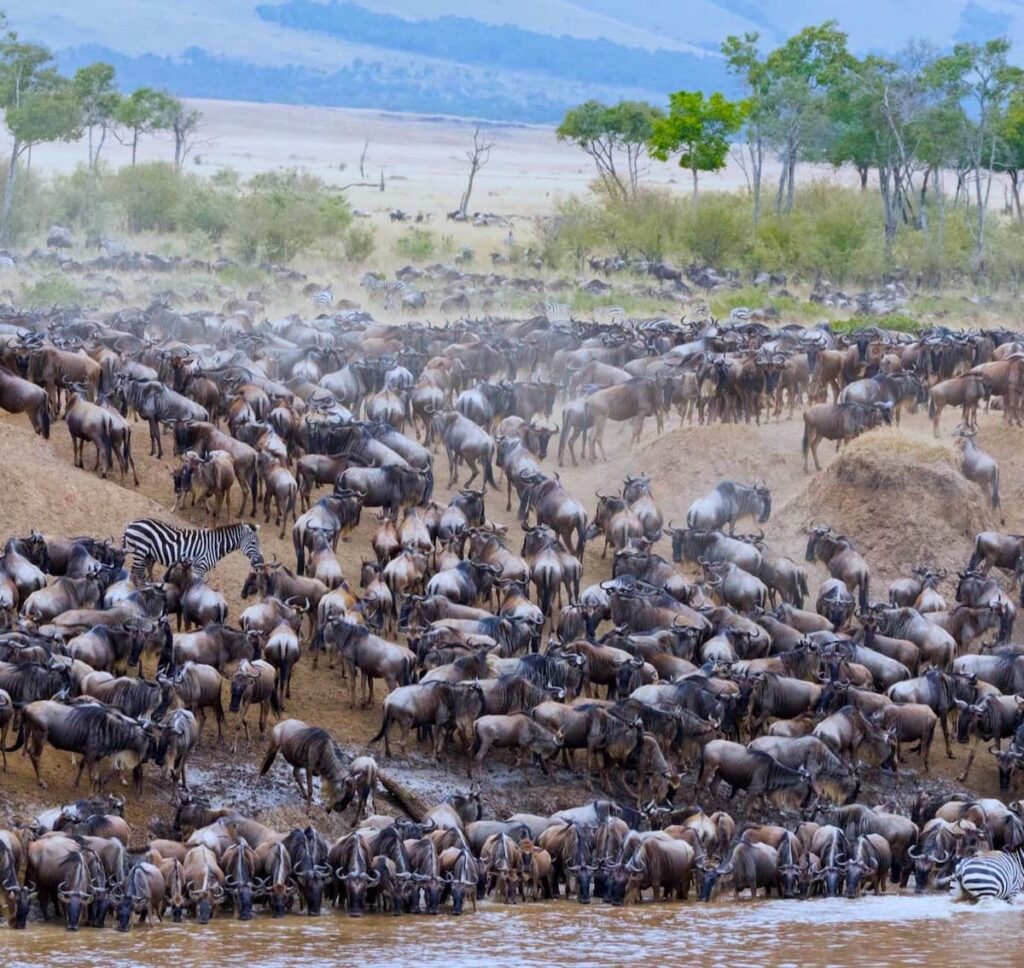 Wildebeest migration