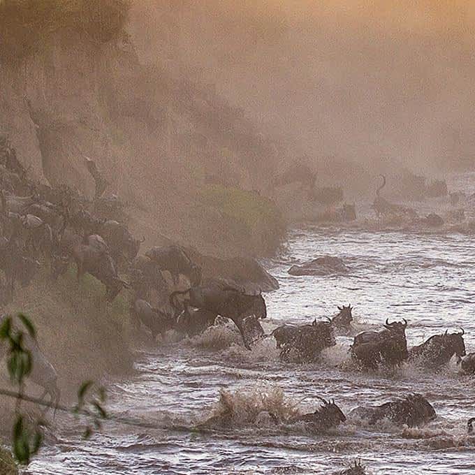 serengeti wildebeest crossing safari