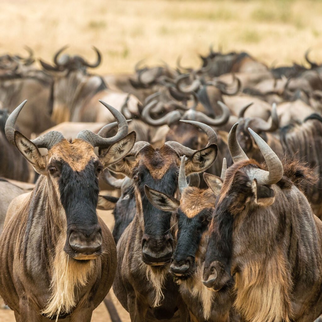 Calving of the wildebeest
