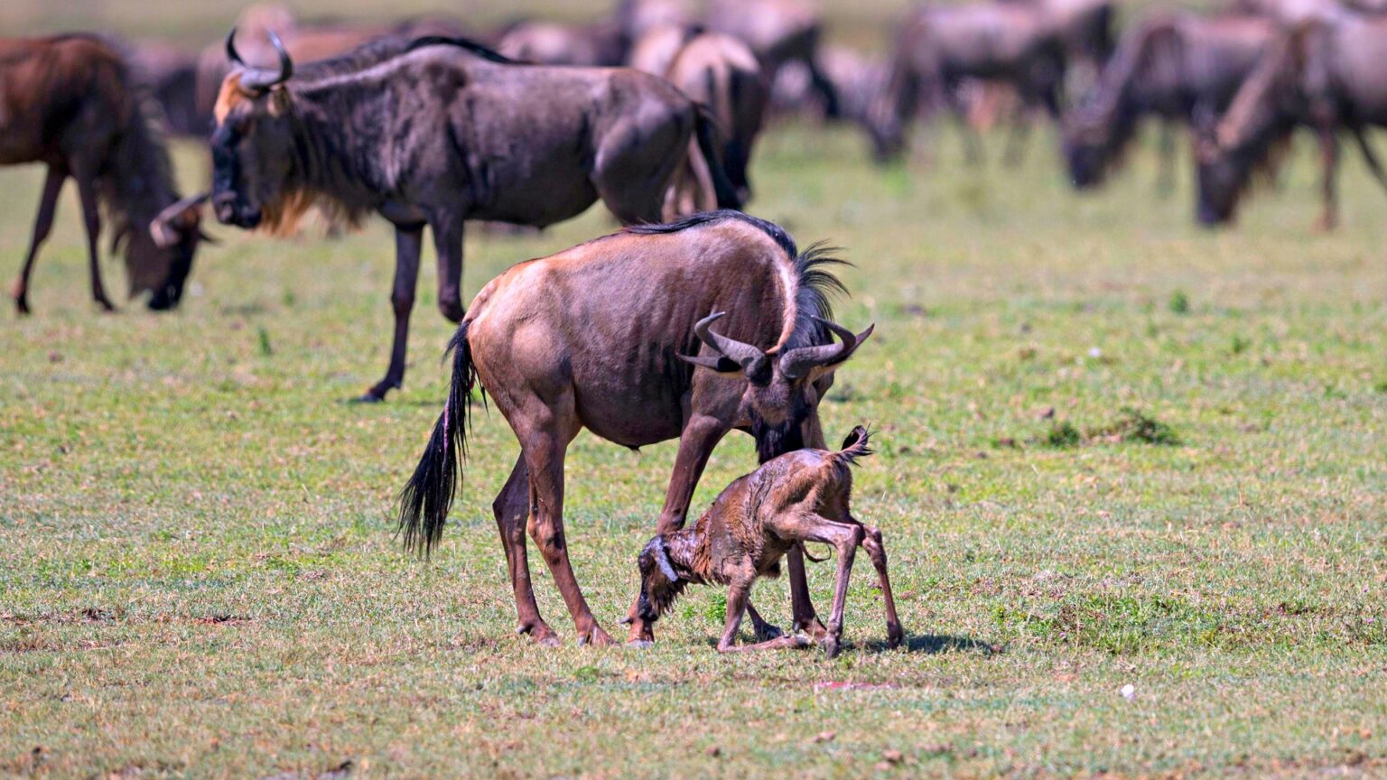 4 Days Wildebeest Calving Season Safari